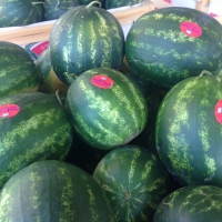Watermelons 01