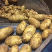 Potatoes 09