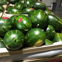 Watermelons 102