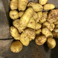 Potatoes 113