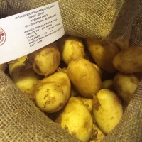 Potatoes 13