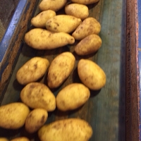Potatoes 44
