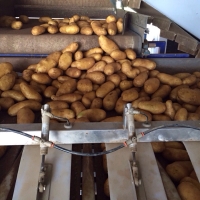 Potatoes 51