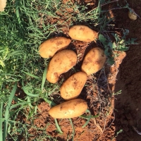 Potatoes 58