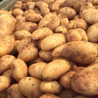 Potatoes 85