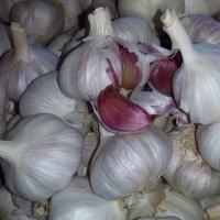 Garlic 88