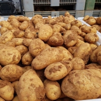 Potatoes 94