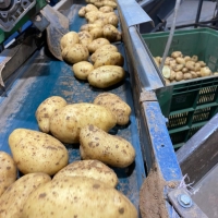 Potatoes 95